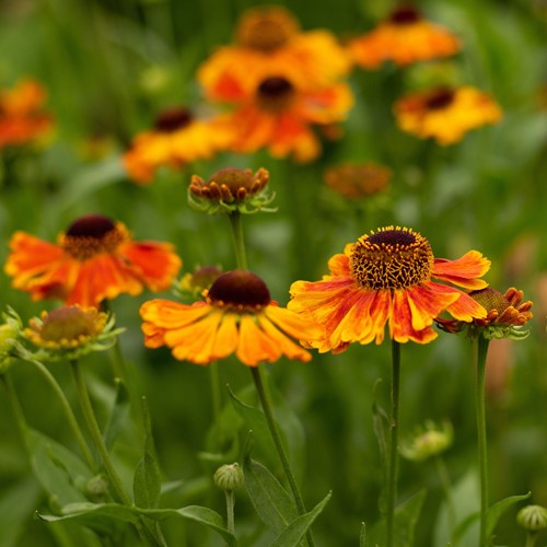 Helenium Sahin's Early Flowerer