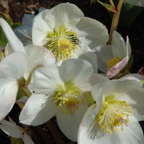 Elleboro Niger - Helleborus