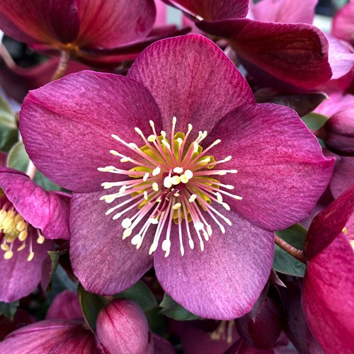 Helleborus Orientalis ‘Pretty Ellen Red’ - Ellebore
