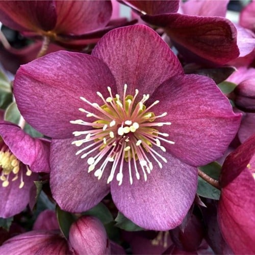 Elleboro orientale - Helleborus orientalis