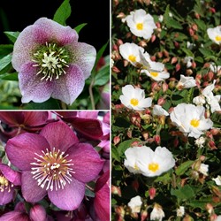 Helleborus orientalis mix - Assortimento di Elleboro Orientale (pianta da vaso)