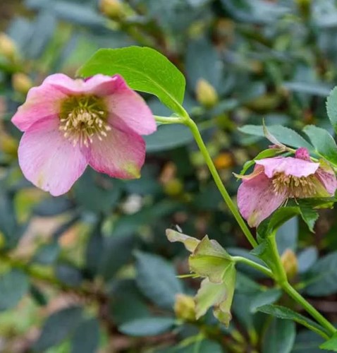 Helleborus Orientalis ‘Pretty Ellen Pink’ - Ellebore
