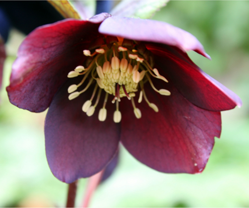 Helleborus Orientalis ‘Pretty Ellen Red’ - Ellebore