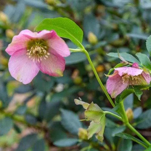 Helleborus orientalis Pretty Ellen Pink - Ellebore