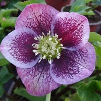 Helleborus Orientalis ‘Pretty Ellen Spotted’ - Ellebore