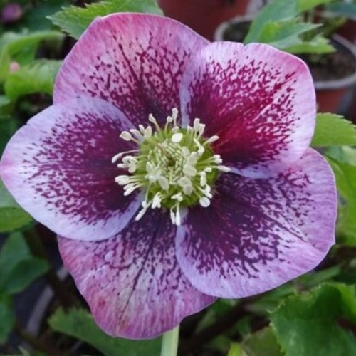 Helleborus Orientalis ‘Pretty Ellen Spotted’ - Ellebore