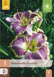 Hemerocallis Bestseller - Emerocallide