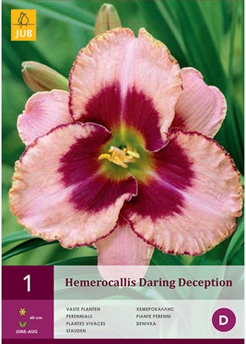 Hemerocallis Daring Deception - Emerocallide