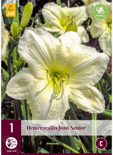 Hemerocallis Joan Senior - Emerocallide