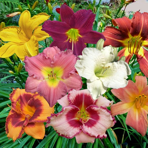 Assortimento di Emerocallide (Hemerocallis)