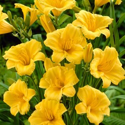 Emerocallide Stella d' Oro - Hemerocallis (Confezione da 6)
