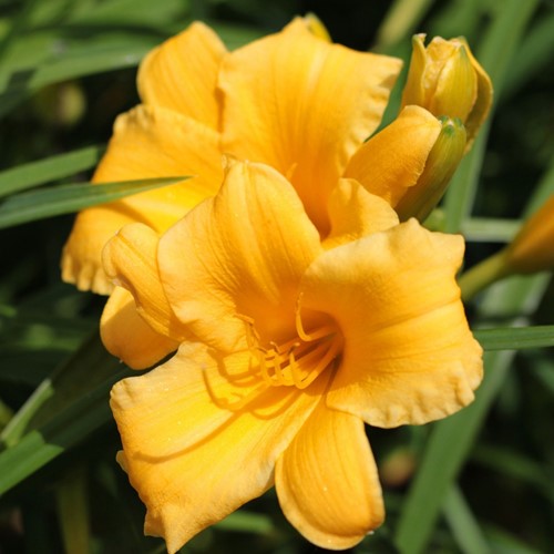 Emerocallide Stella de Oro - Hemerocallis (pianta da vaso)