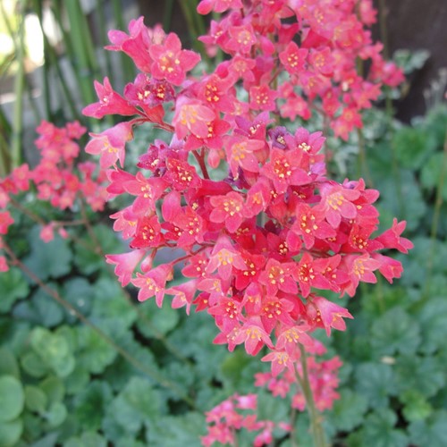 Heuchera Leuchtkäfer