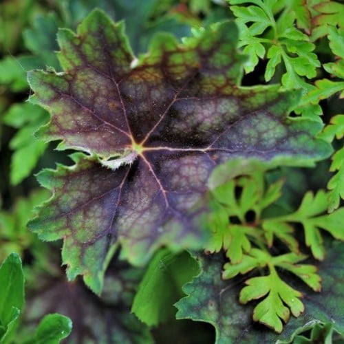 Heuchera villosa var. macrorrhiza