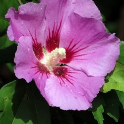 Ibisco cinese Woodbridge - Hibiscus syriacus
