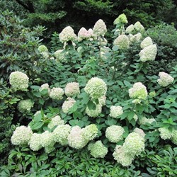 Ortensia Limelight - Hydrangea paniculata