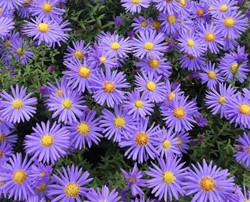 Aster ageratoides Asran - Astro