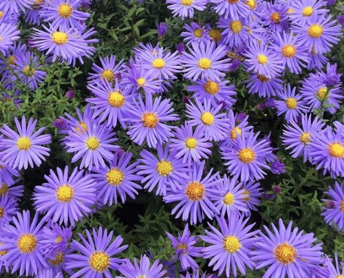Aster ageratoides Asran - Astro