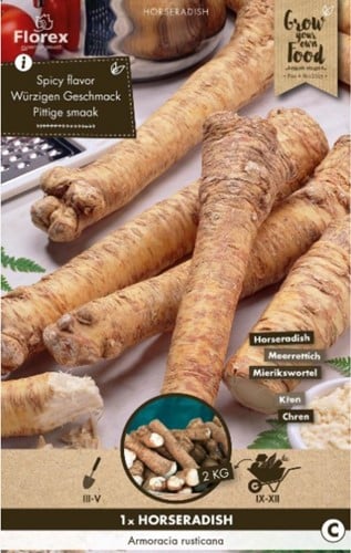 Barbaforte - Armoracia rusticana