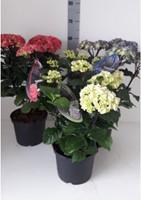 Hortensia Black Steel Light Pink – Hydrangea Macrophylla a gambo nero