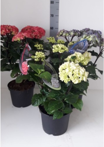 Hortensia Black Steel Light Pink – Hydrangea Macrophylla a gambo nero