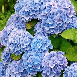 Hortensia Blauw
