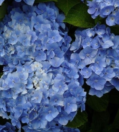 Ortensia 'Bodensee' (Hydrangea Macrophylla)
