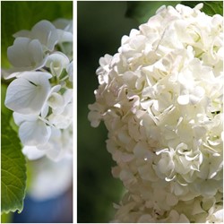 Hortensia Wit - Hydrangea