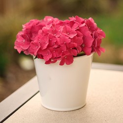 Ortensia 'Alpenglühen' (Hydrangea Macrophylla)