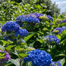 Ortensia 'Bodensee' (Hydrangea Macrophylla)