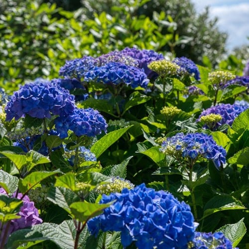 Ortensia 'Bodensee' (Hydrangea Macrophylla)