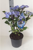 Ortensia Black Steel Blue – Hydrangea Macrophylla Zorro a gambo nero