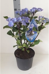 Hortensia Black Steel Blauw - Hydrangea macrophylla Zorro