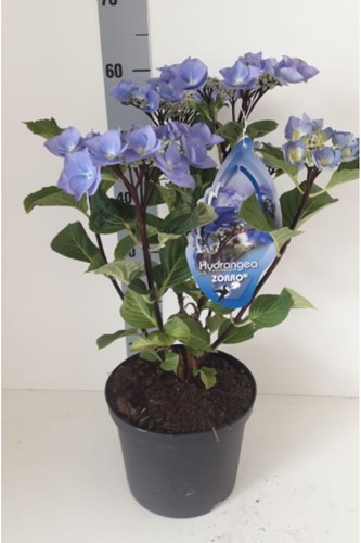 Ortensia Black Steel Blue – Hydrangea Macrophylla Zorro a gambo nero