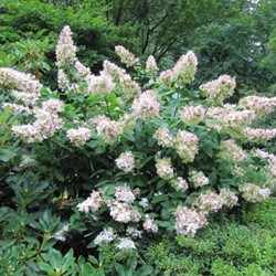 Ortensia 'Kyushu' (Hydrangea Paniculata)