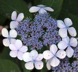 Ortensia 'Libelle' (Hydrangea Macrophylla)