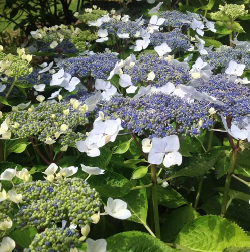 Ortensia 'Mariesii Perfecta' (Hydrangea Macrophylla)