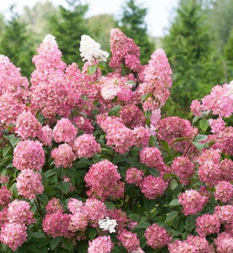 Ortensia 'Pinky Winky'® (Hydrangea Paniculata)