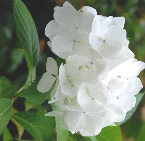 Ortensia Soeur Thérèse - Hydrangea
