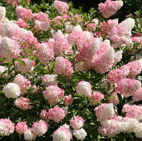 Ortensia 'Vanilla Fraise'® (Hydrangea Paniculata)