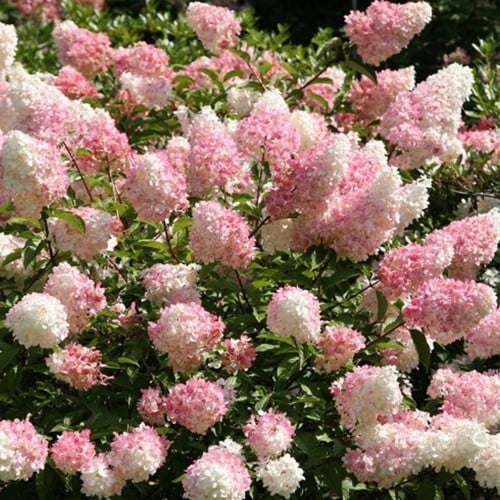 Ortensia Vanilla Fraise® - Hydrangea paniculata