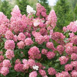 Ortensia Pinky Winky® - Hydrangea paniculata