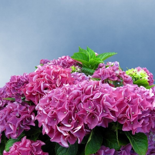 Ortensia 'Bouquet Rose' (Hydrangea Macrophylla)