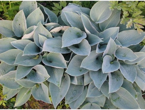 Hosta Halcyon