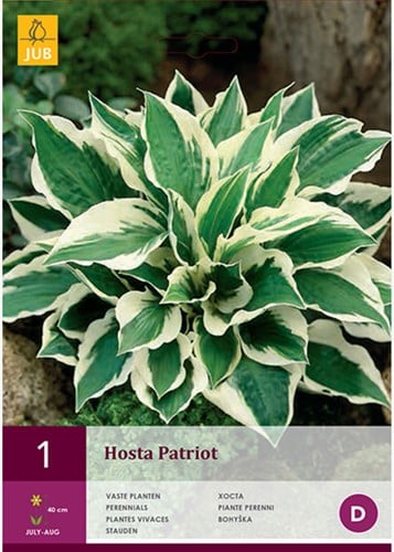 Hosta 'Patriot'