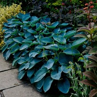 Hosta Halcyon - Hosta tardiana