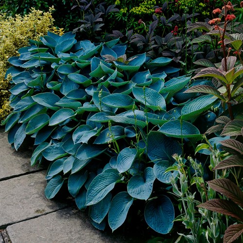 Hosta Halcyon - Hosta tardiana