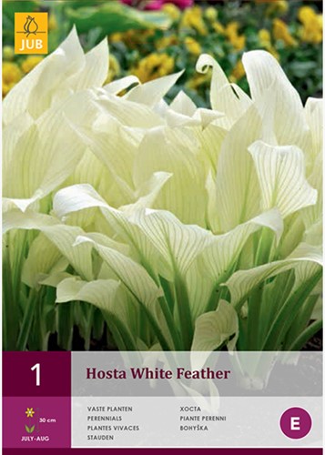 Hosta White Feather - Hosta