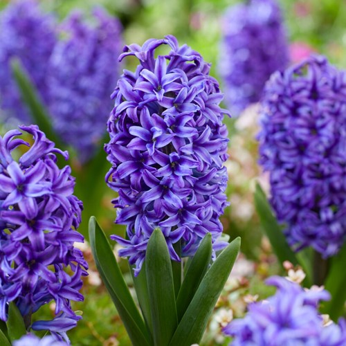 Giacinto Delft Blauw (Blue Jacket) - Hyacinthus