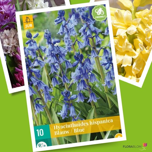 Hyacinthoides Hispanica Blu - Giacinto Spagnolo Selvatico